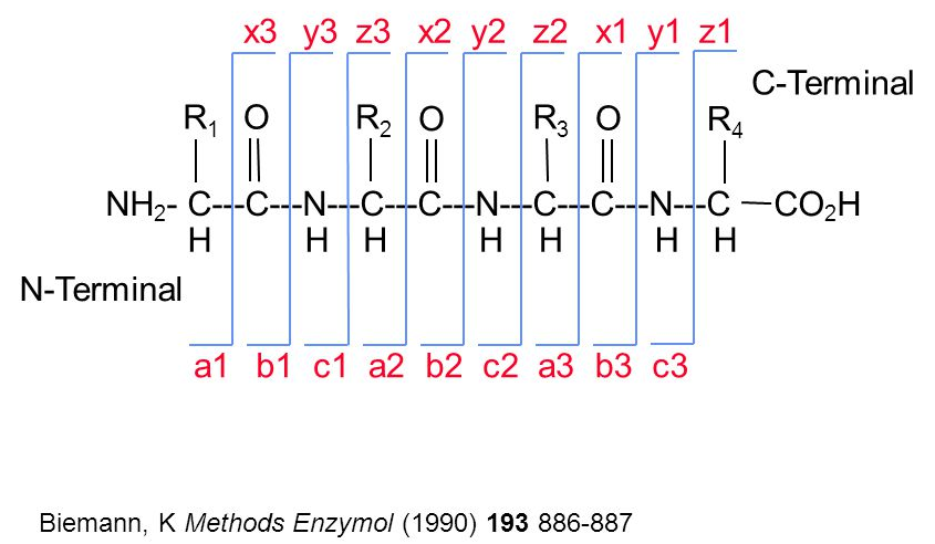 Peptide fragment ions.