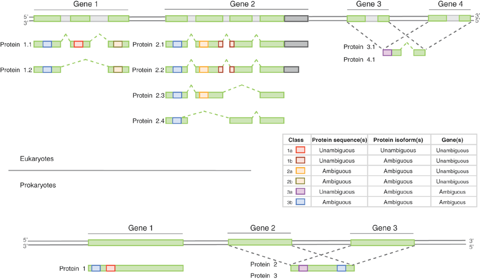 Peptide evidence classes
