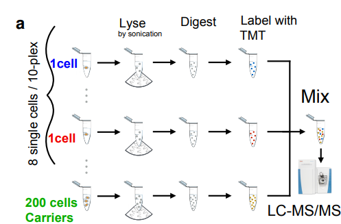 Single Cell ProtEomics by Mass Spectrometry (SCoPE-MS)