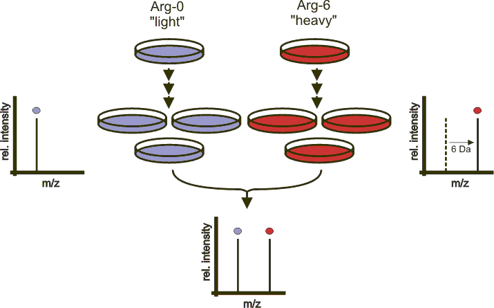 Silac quantitation. Figure credit Wikimedia Commons.